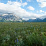 Alpine Meadow 11