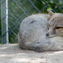 Sleeping fox 2