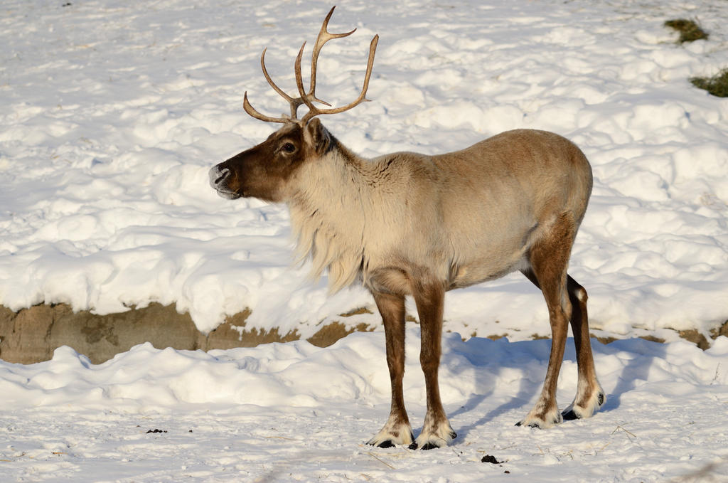 Caribou 9 by DarkBeforeDawn23 Caribou 9 by DarkBeforeDawn23