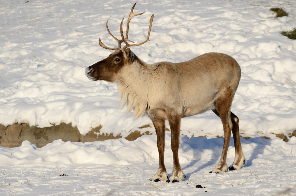 Caribou 9 by DarkBeforeDawn23