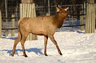 Elk 3