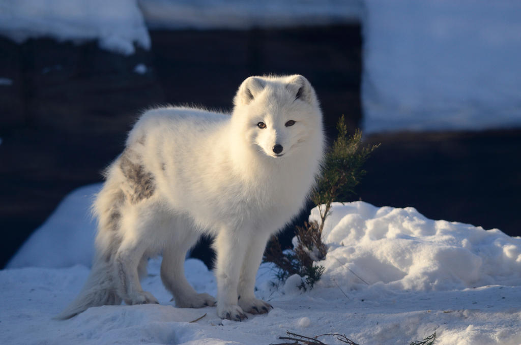 Snow Fox 7 by DarkBeforeDawn23