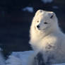 Snow Fox 3