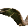 Raptor Center 33 Cutout