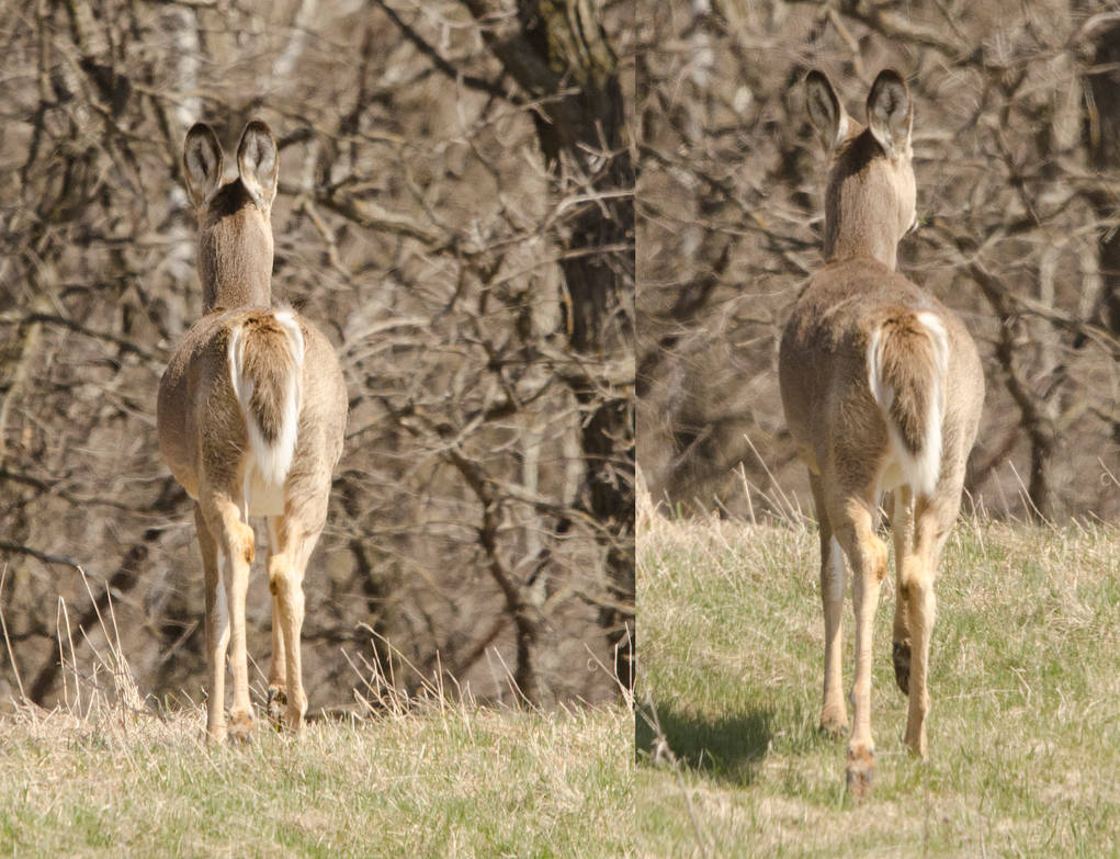 2 rear-shots of white-tailed deer by DarkBeforeDawn23 on DeviantArt