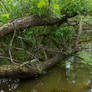 Point Pelee, Ontario 10