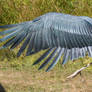 Raptor Center 138