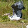 Raptor Center 136