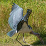 Raptor Center 149