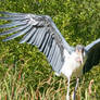 Raptor Center 159