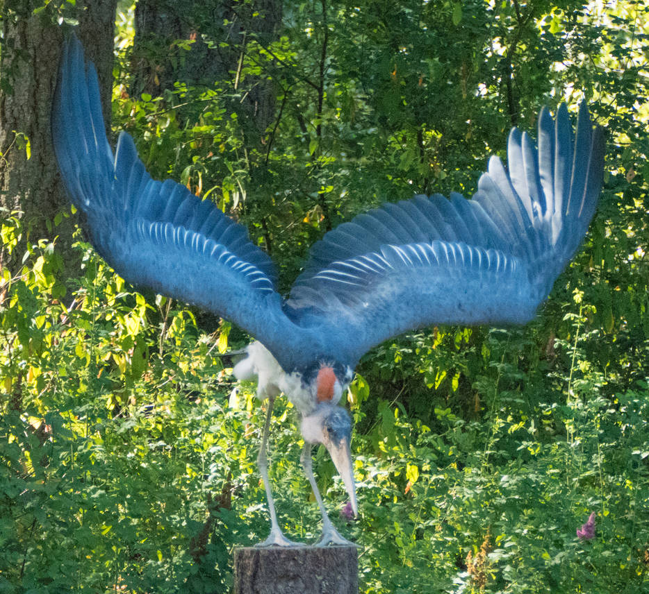 Raptor Center 152 by DarkBeforeDawn23 on DeviantArt