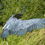 Raptor Center 162