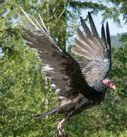 Raptor Center 127