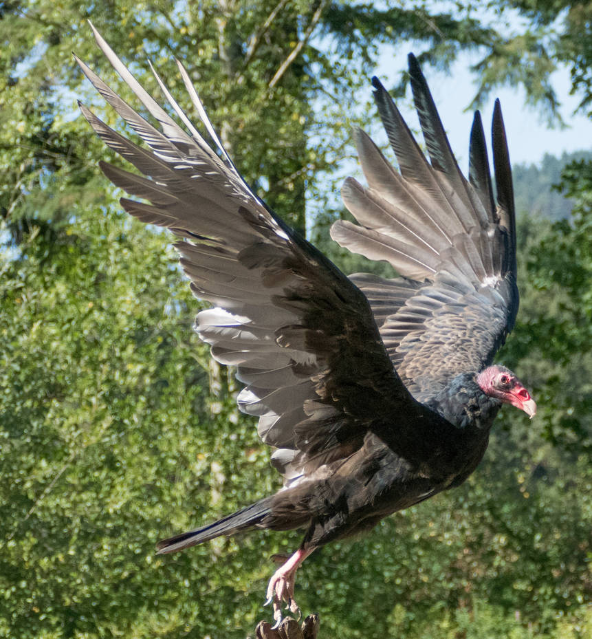 Raptor Center 127 by DarkBeforeDawn23 on DeviantArt