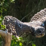 Raptor Center 181