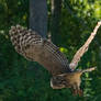 Raptor Center 183