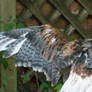 Raptor Center 169