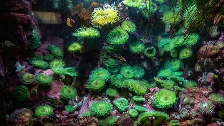 Aquarium Stock 4