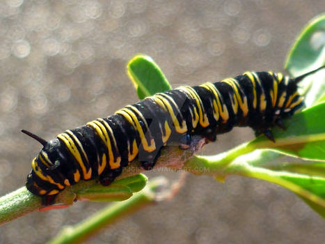 Winter Caterpillar 8