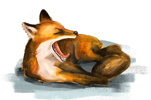 yawning fox