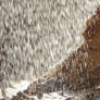 Beardie showering