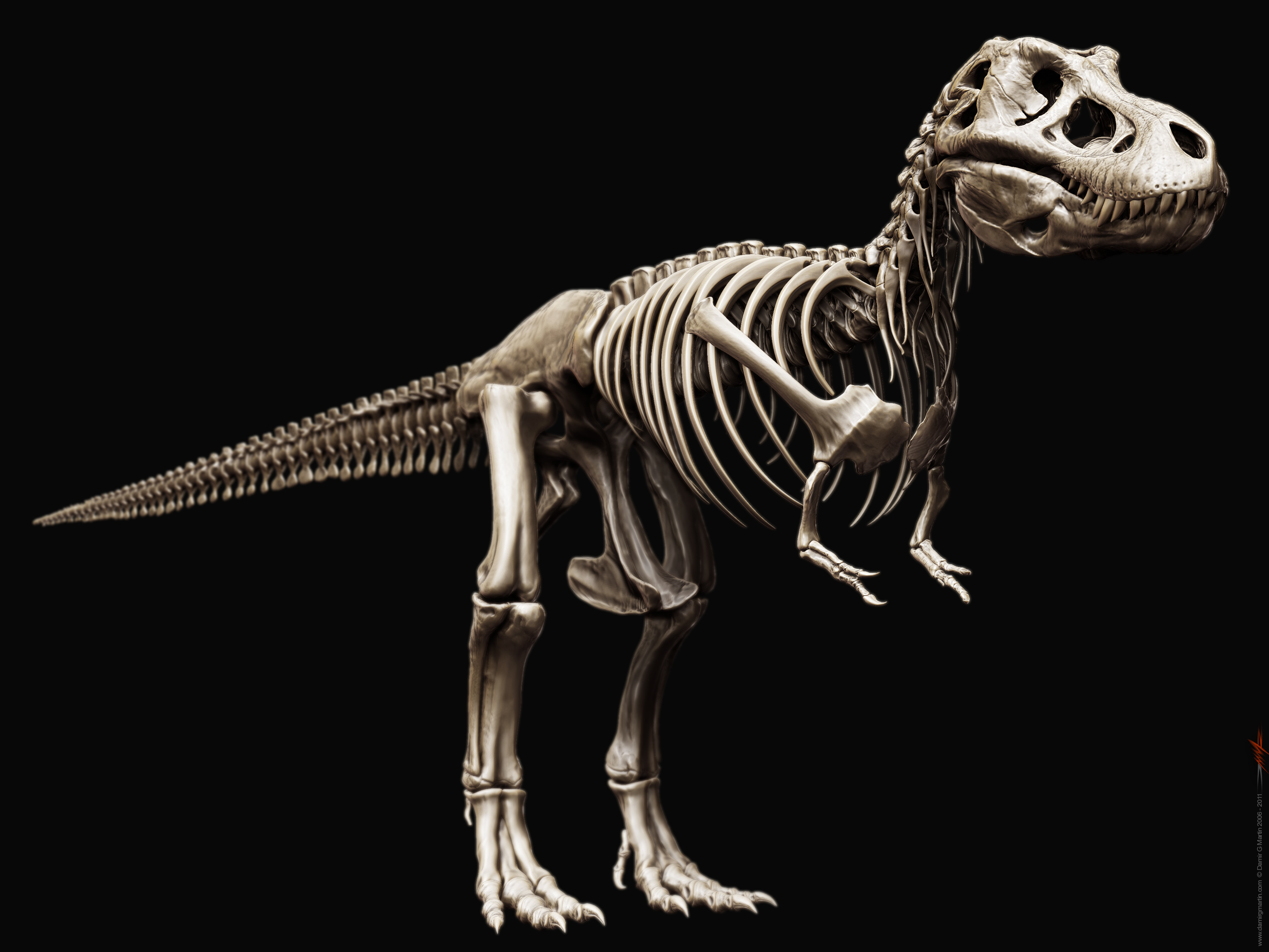 Tyrannosaurus Rex Skeleton