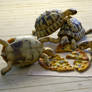 Hermann's tortoise