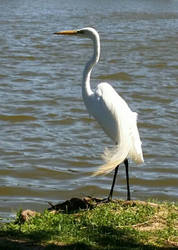 Egret II