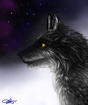 wolf