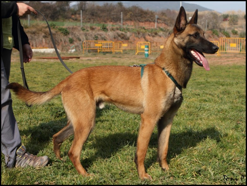 Belgian Malinois