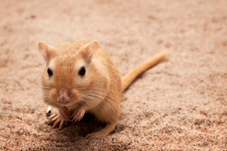 Rapunzel the Gerbil