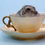 A hamster in a cup