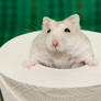 Toilet Paper Hamster