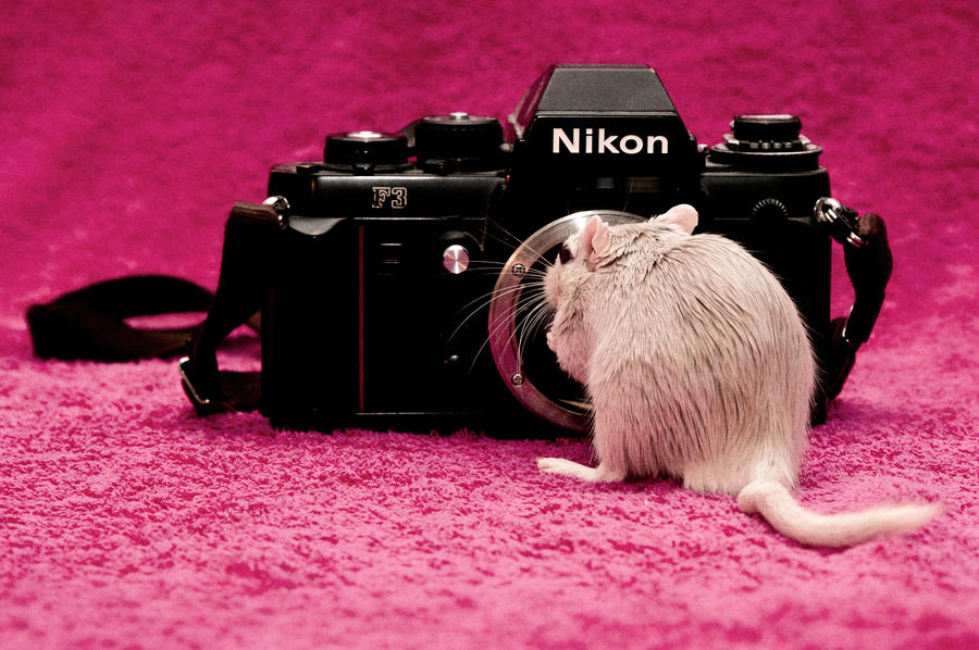 My Precious Nikon