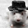 A Gerbil and his Hat