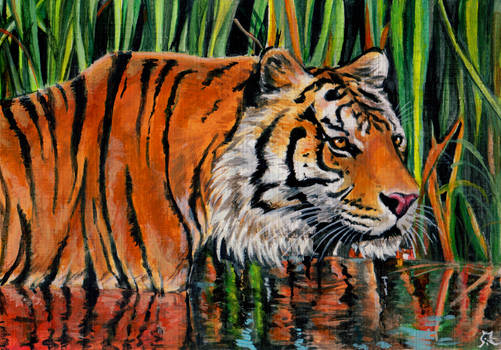 Tiger in water