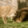 Lion Love II