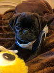 Little Tucker by MDC-Photography