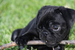 Tucker by MDC-Photography