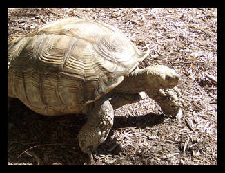 Box Turtle