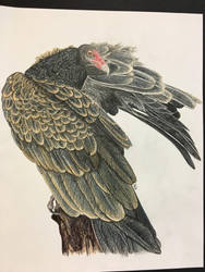 Turkey Vulture (Cathartes aura)