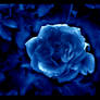 blue rose