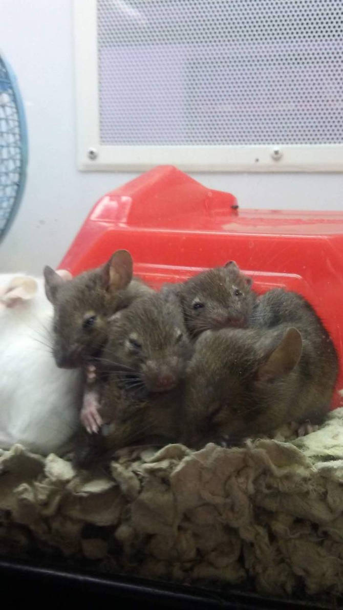 Mouse stack by AdrianCole99 on DeviantArt