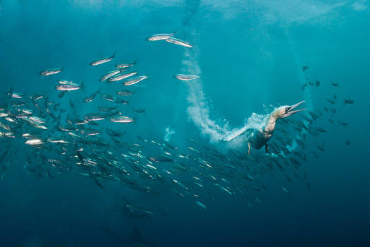 Diving in for a snack