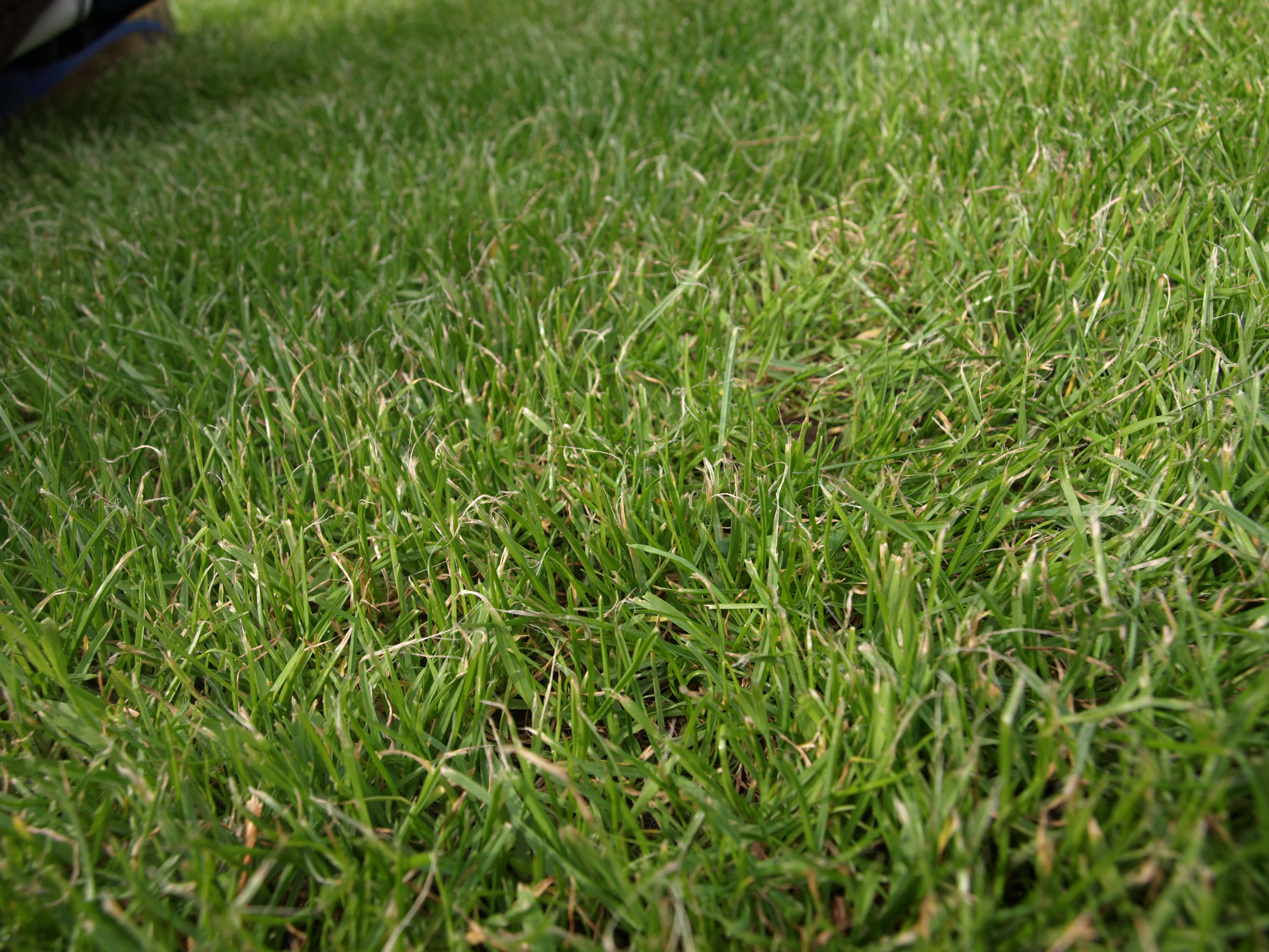 Grass Texture