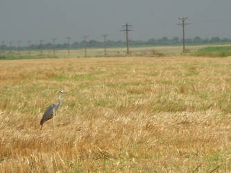 Grey Heron