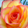 Kassie's Rose