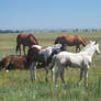 Pony Rides