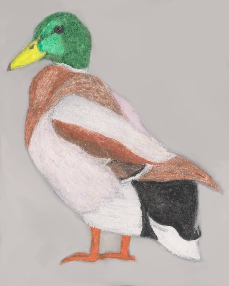Mallard Drake Pastels by Wyverntales on DeviantArt