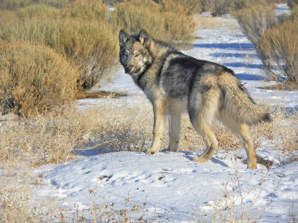 Prince of the Tundra